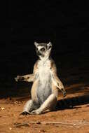 Image of Lemur Linnaeus 1758