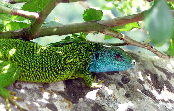 Image of green lizard