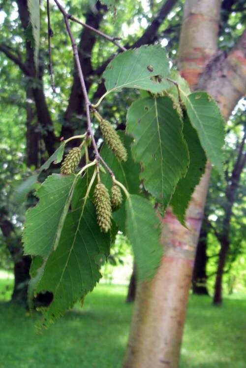 Image of Himalayan Birch