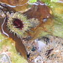 Image of Sand anemone