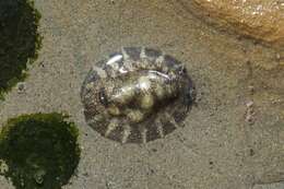 صورة Mollusca