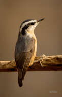 Imagem de Sitta canadensis Linnaeus 1766