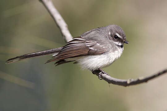 Image of Grey Fantail