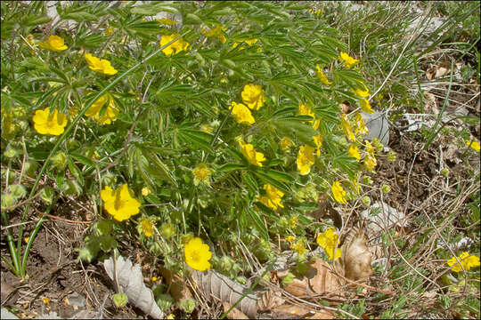 Image of Potentilla heptaphylla subsp. australis (Nyman) Gams