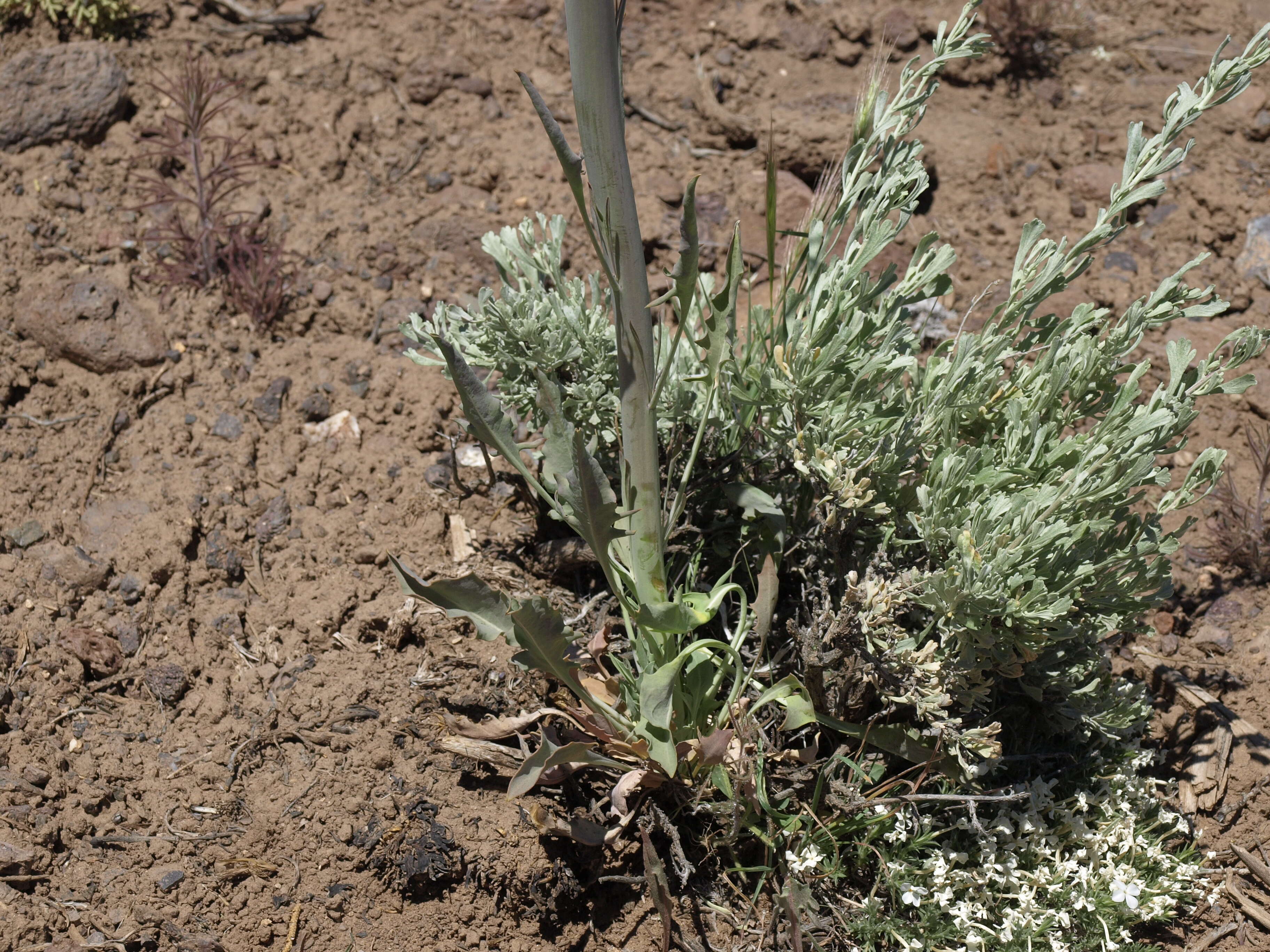 Image of thickstem wild cabbage