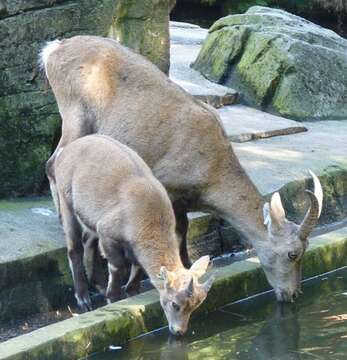 Plancia ëd Capra ibex Linnaeus 1758