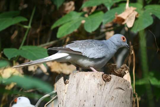 Image of Geopelia Swainson 1837