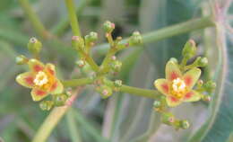 Image of Jatropha subaequiloba Radcl.-Sm.