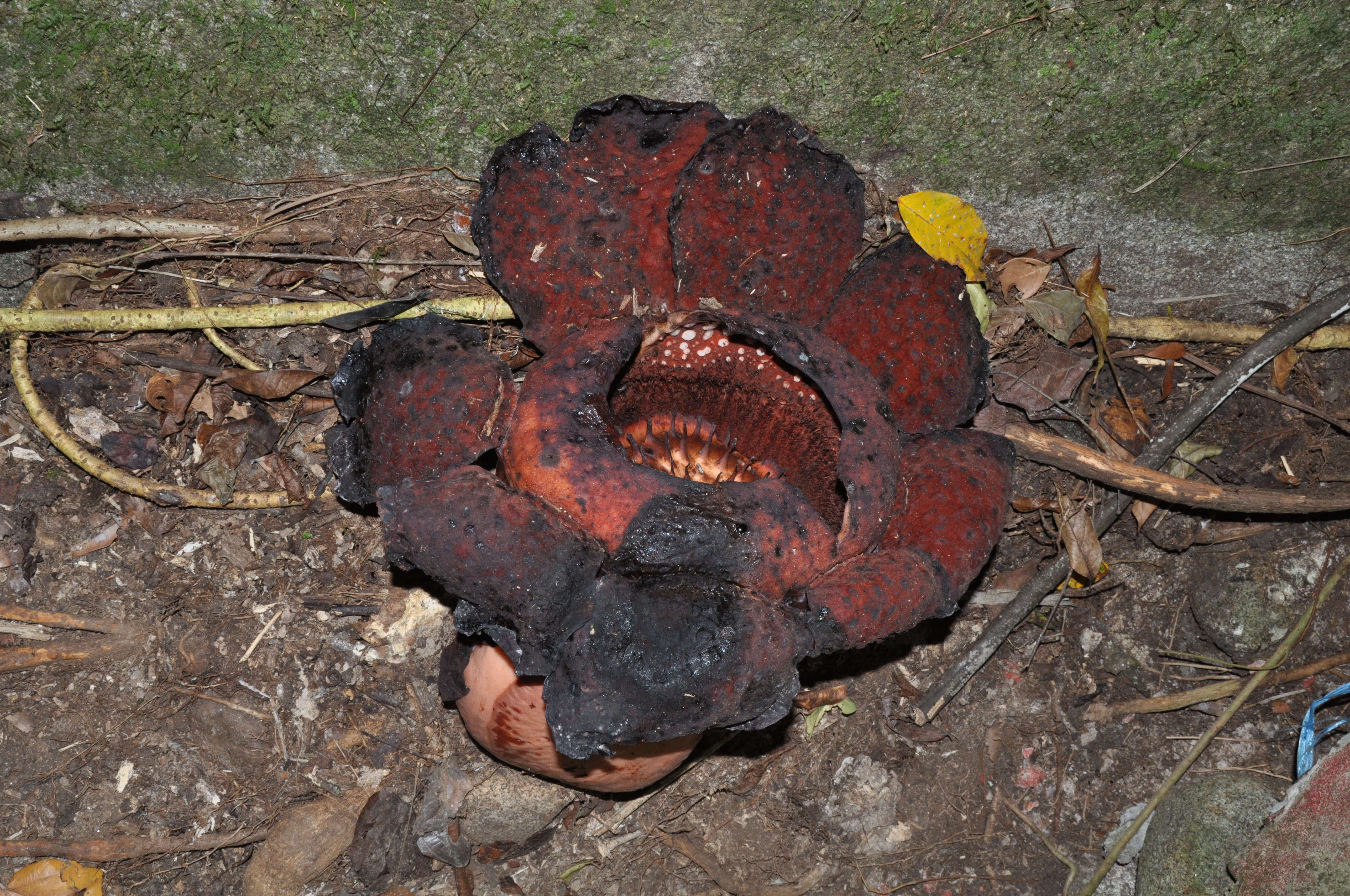 Слика од Rafflesiaceae