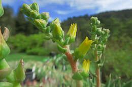 Image of Dudleya