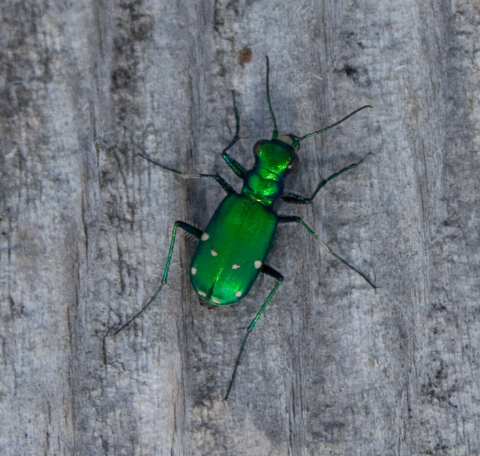 Image de Cicindela