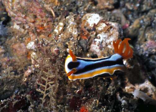 Image of Chromodoris annae Bergh 1877