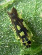 Imagem de Eupteryx (Eupteryx) aurata (Linnaeus 1758)