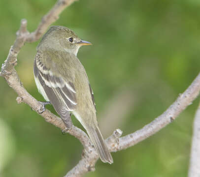 Image of Empidonax Cabanis 1855