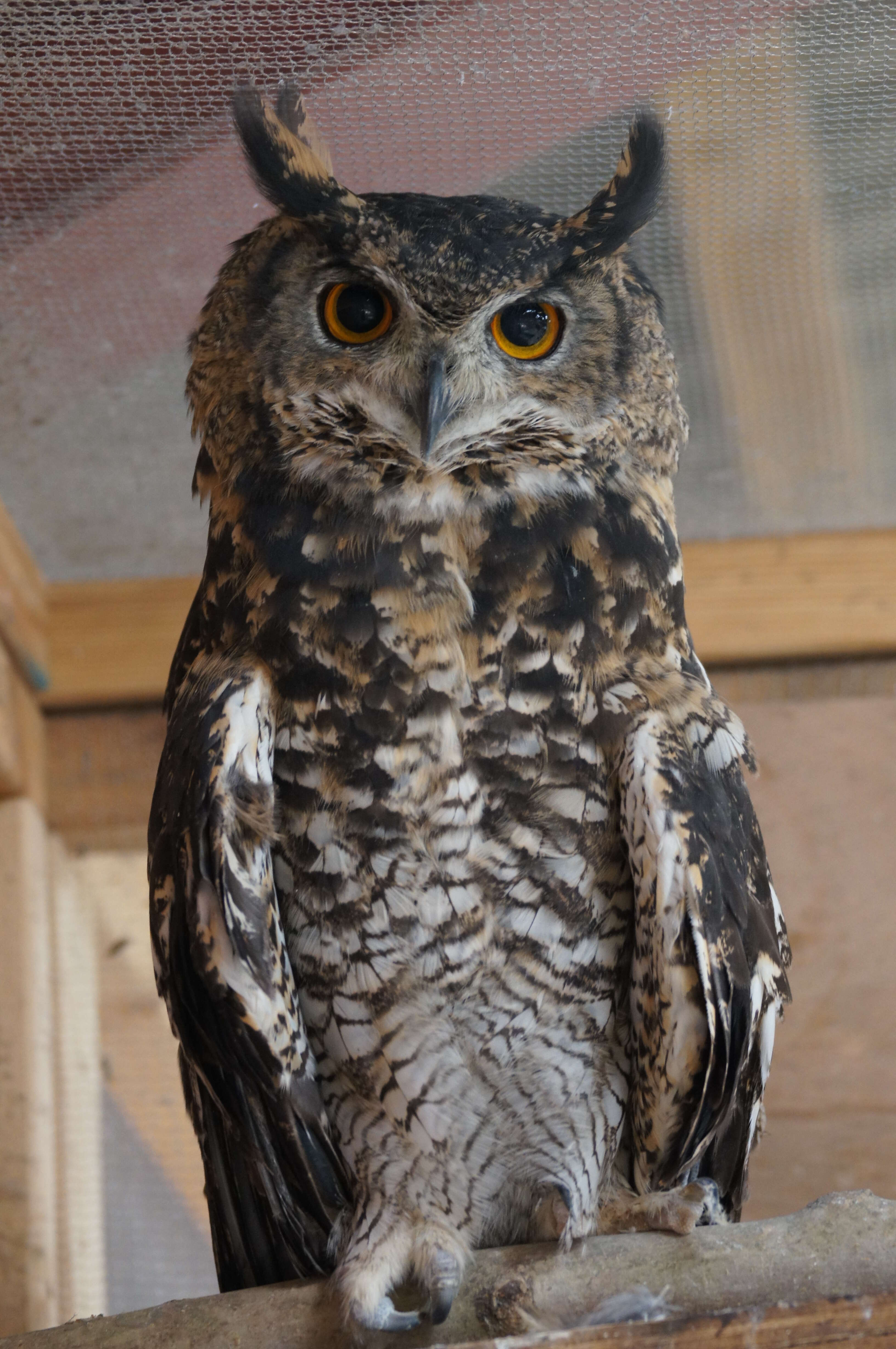 Image of Cape Eagle Owl