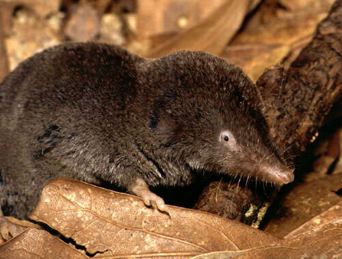 Image of American short-tailed shrew