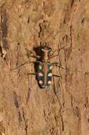 Image of Cicindela (Cosmodela) aurulenta Fabricius 1801