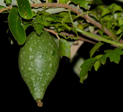 Image of bitter gourd