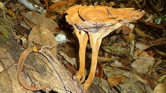 Image of Stiptophyllum