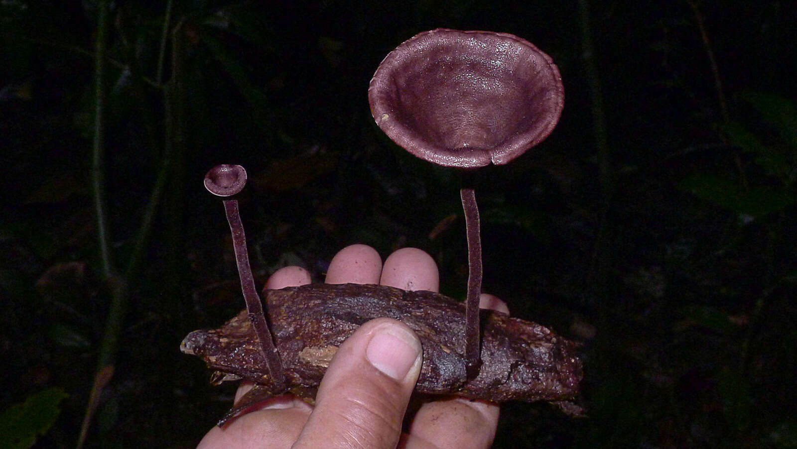 Image of Lentinus