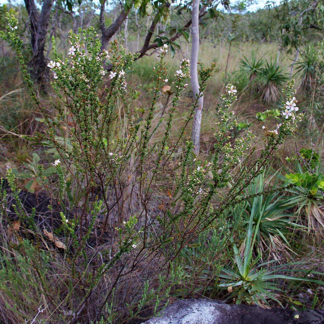 Image of Microlicia ramosa Pilg.