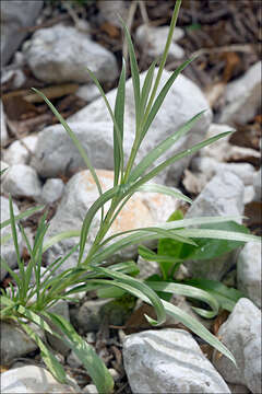 Imagem de Lomelosia graminifolia (L.) W. Greuter & Burdet