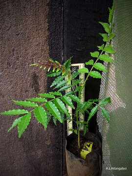 Image of Zanthoxylum usambarense (Engl.) J. O. Kokwaro