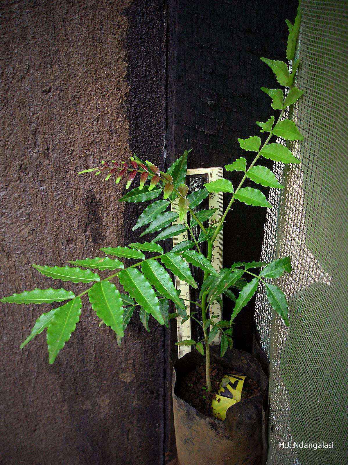 Image de Zanthoxylum usambarense (Engl.) J. O. Kokwaro