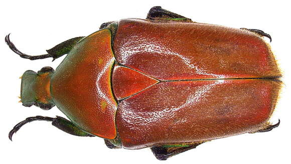 Image of Torynorrhina