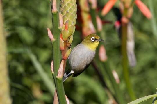 Image of Cape White-eye