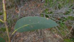 Image of scribbly gum