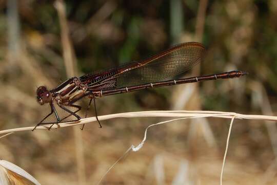 Image of American Rubyspot