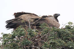 Image of White-backed Vulture