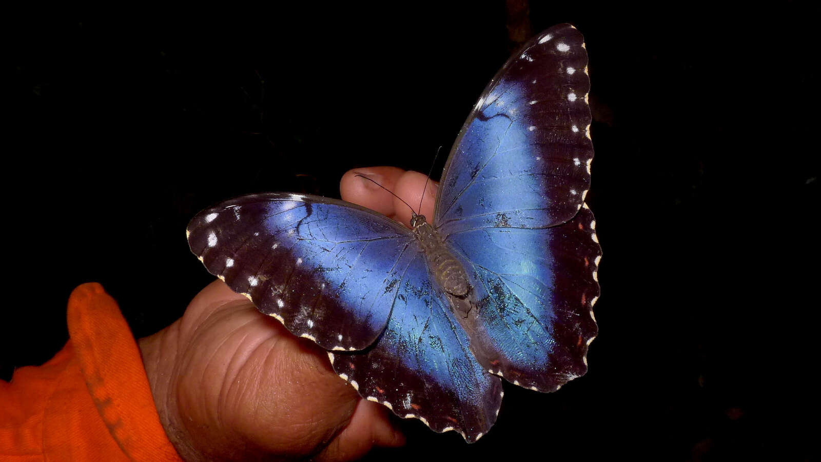 Morpho helenor Cramer 1782的圖片