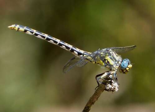 Image of blue-eyed hook-tailed dragonfly