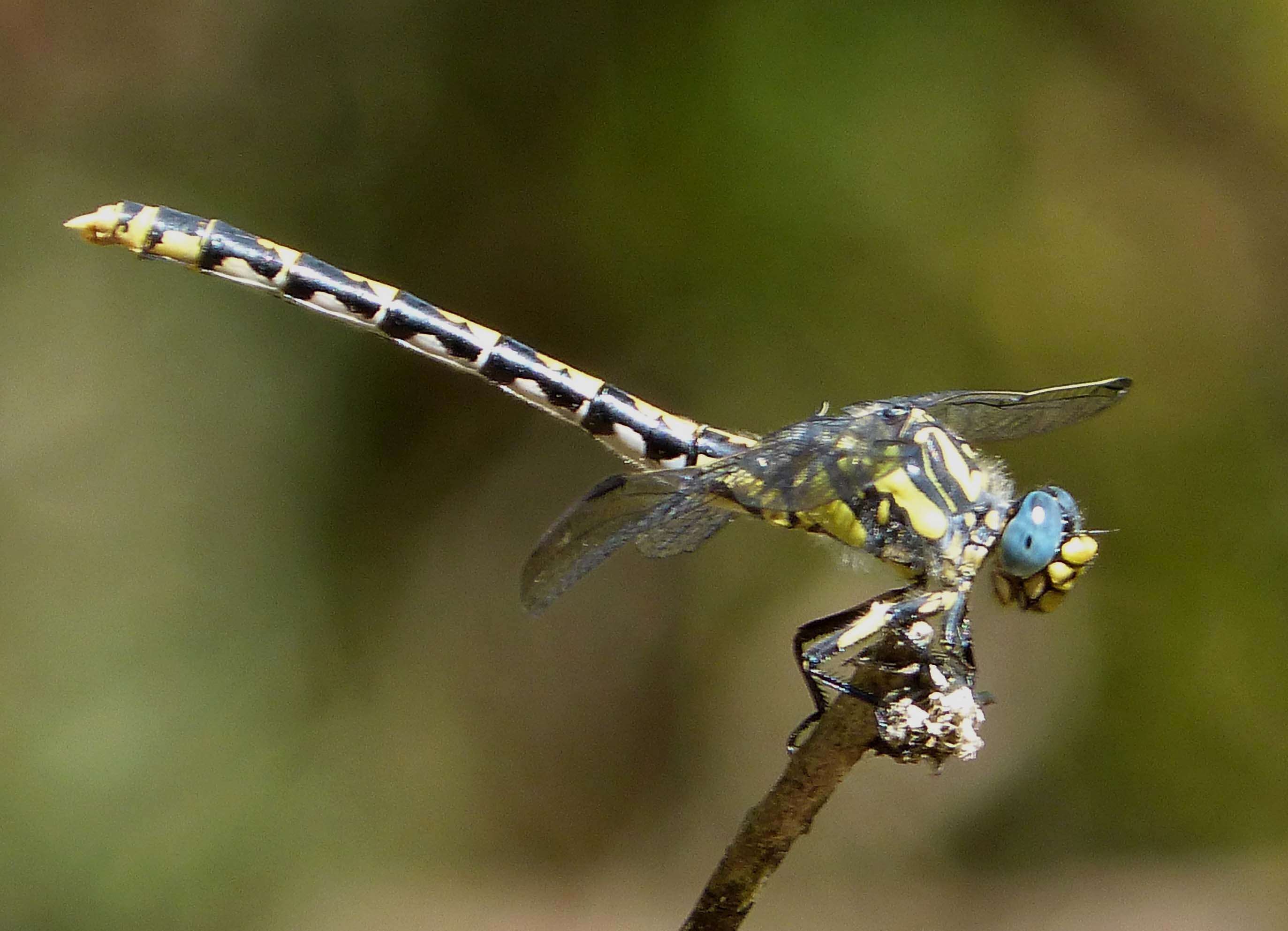 Image of Onychogomphus Selys 1854