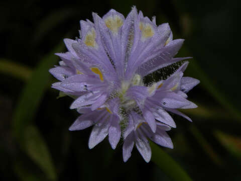 Image de Pontederia rotundifolia L. fil.