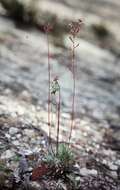 Image of Stylidium lineare Sw. ex Willd.