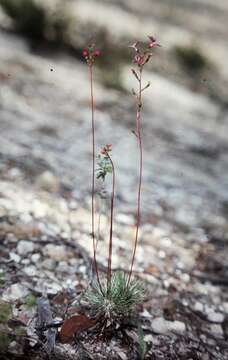 Image of Stylidium lineare Sw. ex Willd.