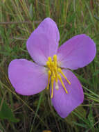 Imagem de Rhexia salicifolia Kral & Bostik