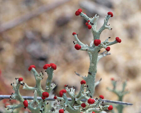 Image of cup lichen