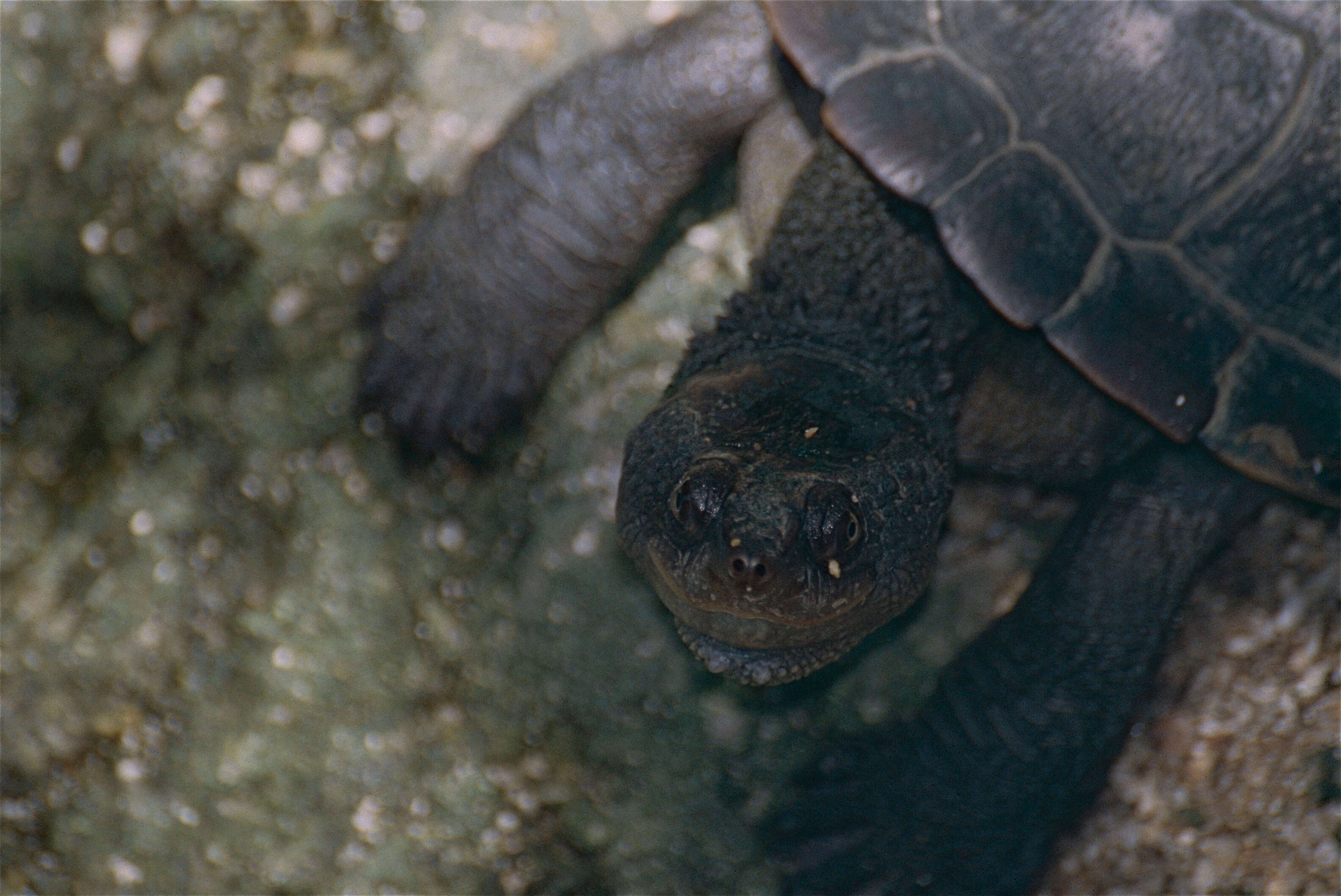 Image of Australian Saw Shelled Turtles