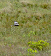 Image of Black Harrier