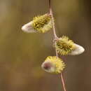 Image of Long-leaved willow