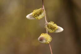 Image of Long-leaved willow