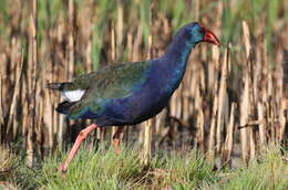 Image of Swamphen