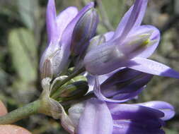 صورة Dichelostemma capitatum (Benth.) Alph. Wood