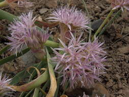 Image of twinleaf onion