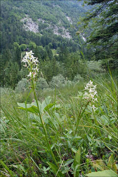 Image of Platanthera bifolia subsp. bifolia