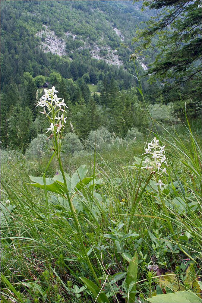 Image of lesser butterfly-orchid